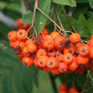 Šermukšnis, paprastasis