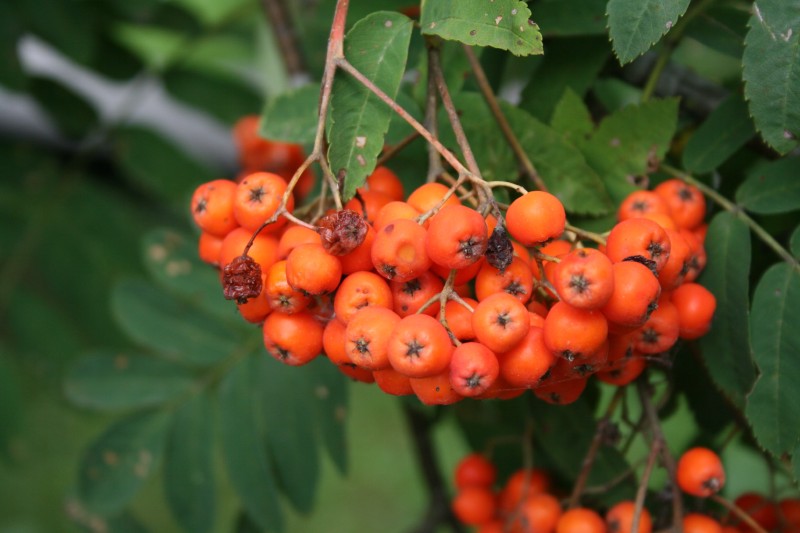 Šermukšnis, paprastasis