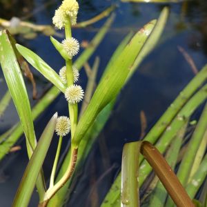 Šiurpis, šakotasis