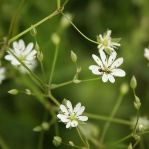 Žliūgė, siauralapė