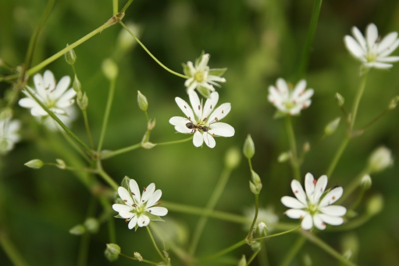 Žliūgė, siauralapė