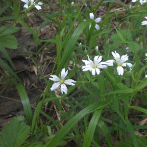 Žliūgė, krūmokšninė