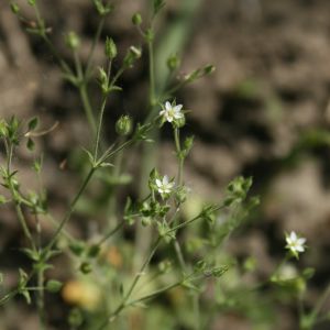 Žliūgė, daržinė