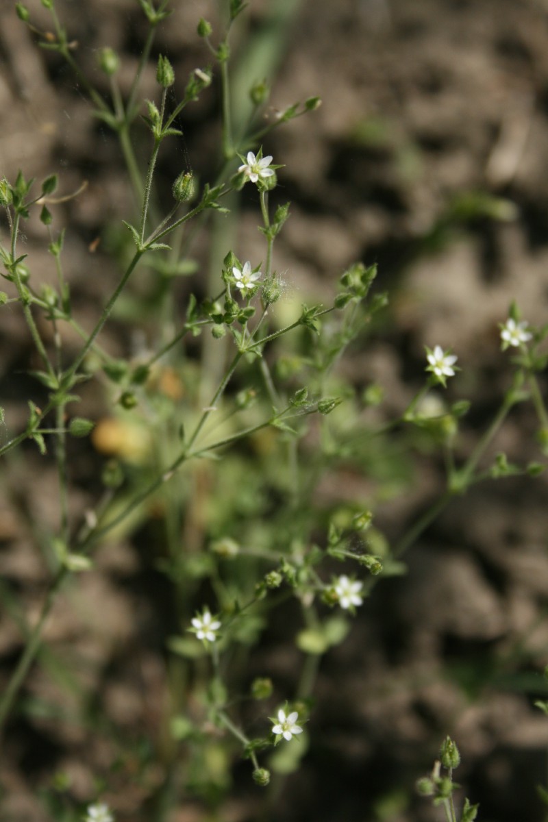 Žliūgė, daržinė