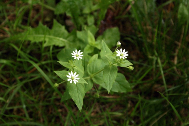 Žliūgė, miškinė