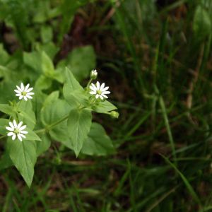 Žliūgė, miškinė