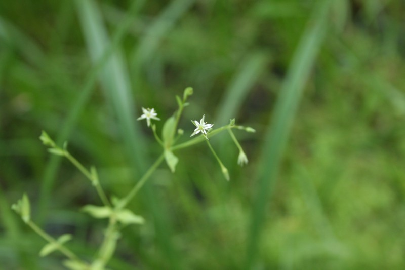 Žliūgė, liūninė