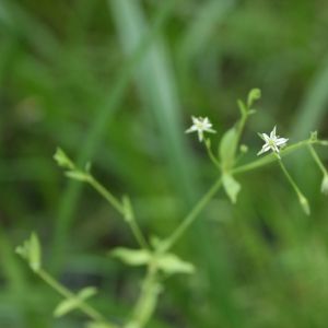 Žliūgė, liūninė