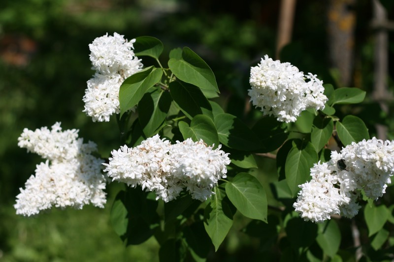 Alyvos, paprastosios