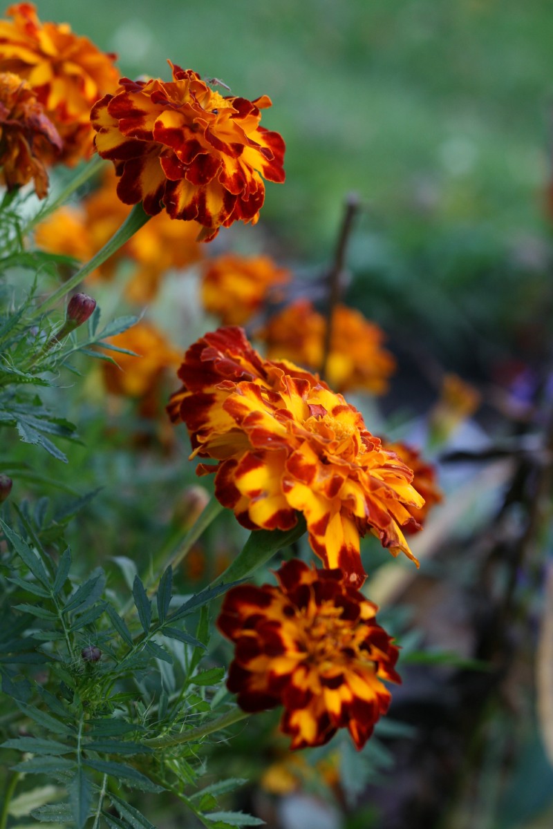 Serentis, gvazdikinis