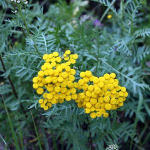 Bitkrėslė, paprastoji