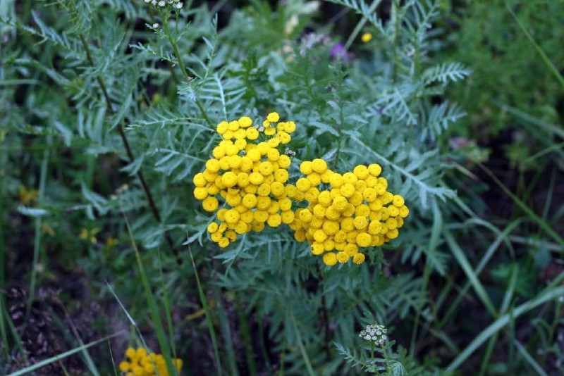 Bitkrėslė, paprastoji