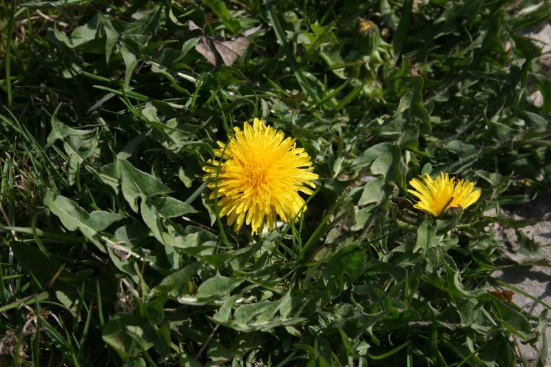 Kiaulpienė, paprastoji