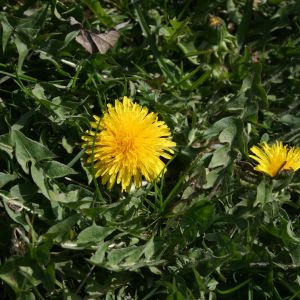 Kiaulpienė, paprastoji