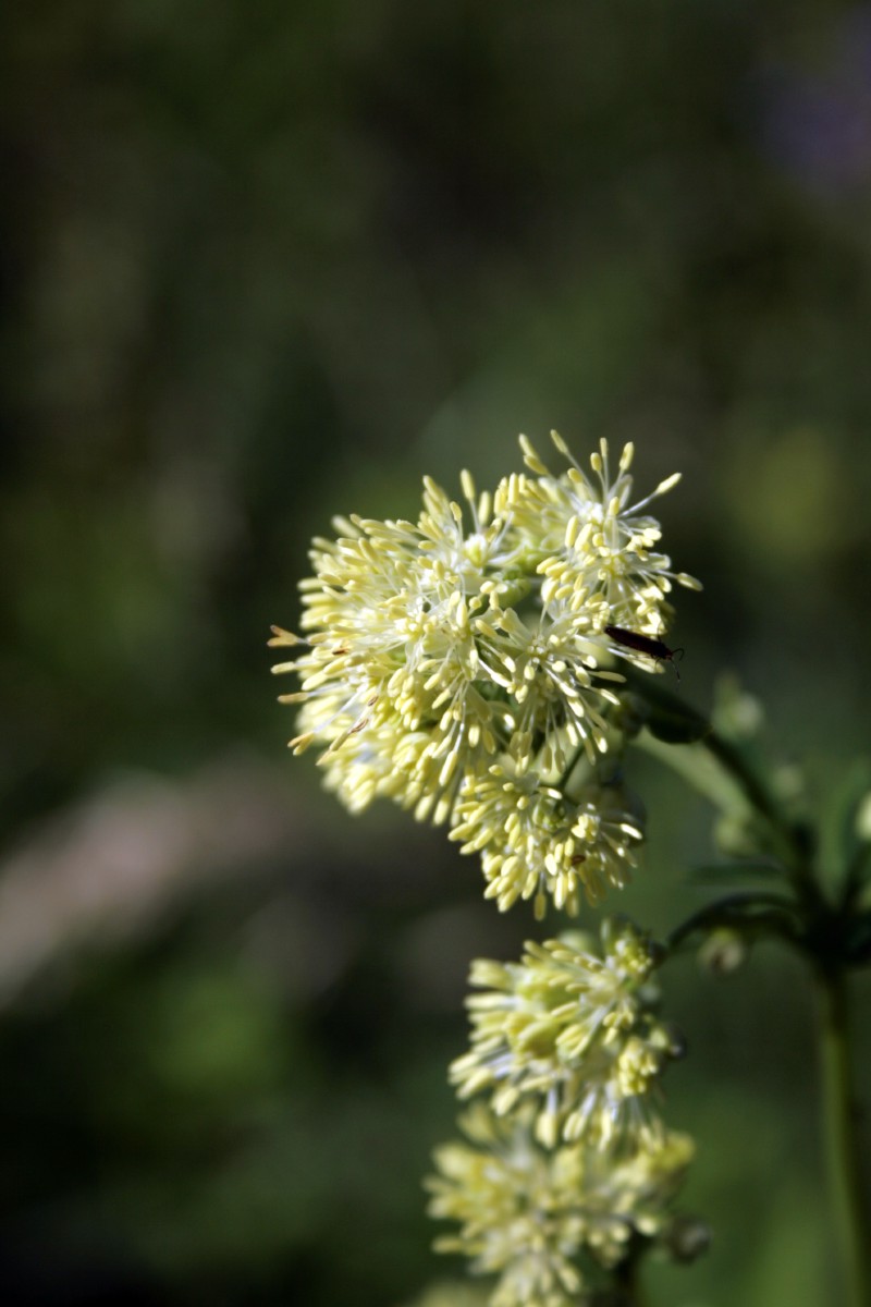 Vingiris, geltonasis