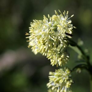 Vingiris, geltonasis