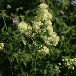 Vingiris, siauralapis