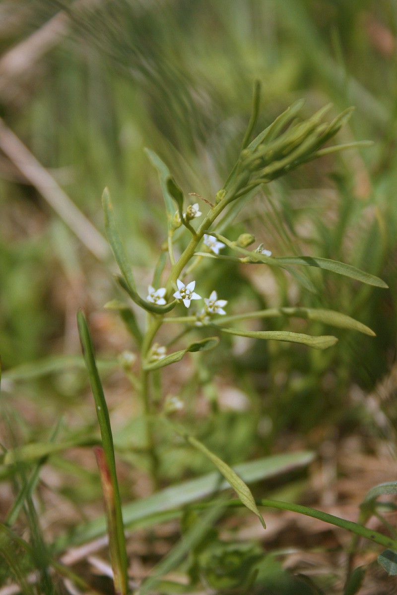 Linlapis, plikažiedis