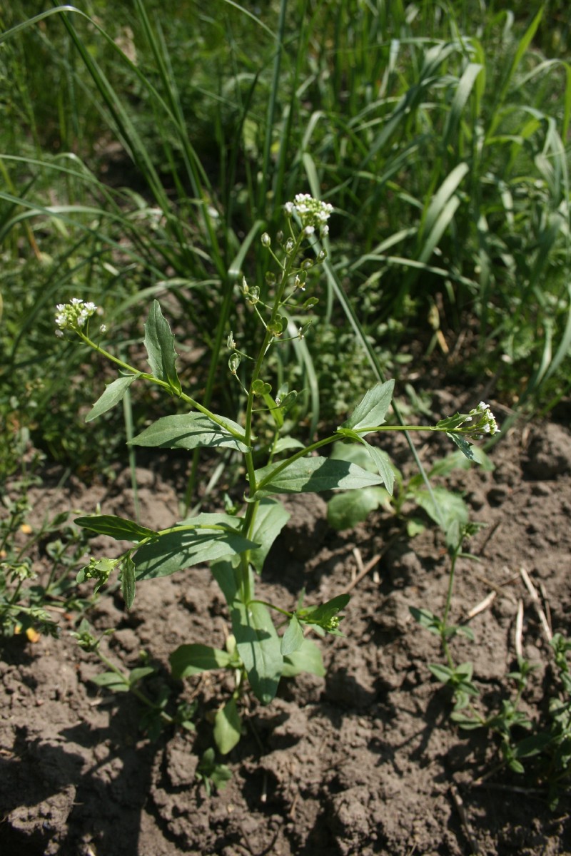 Čiužutė, dirvinė