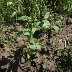 Čiužutė, dirvinė