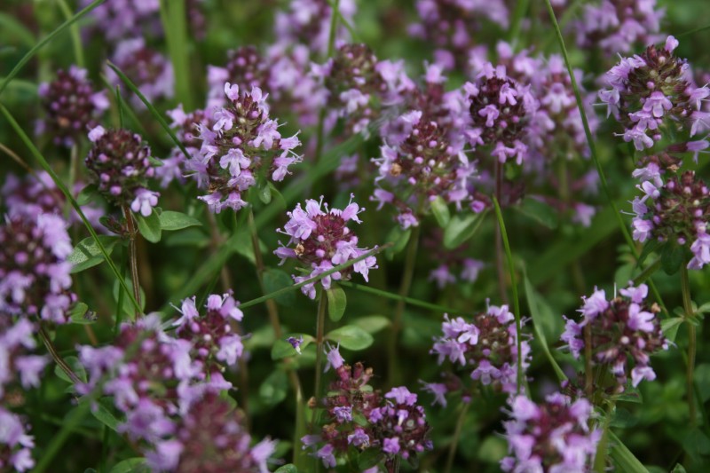 Čiobrelis, keturbriaunis