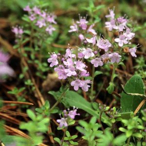 Čiobrelis, paprastasis