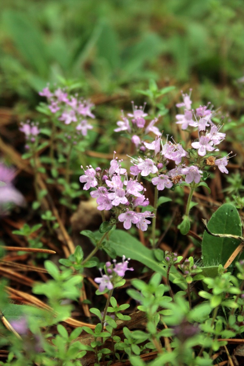 Čiobrelis, paprastasis