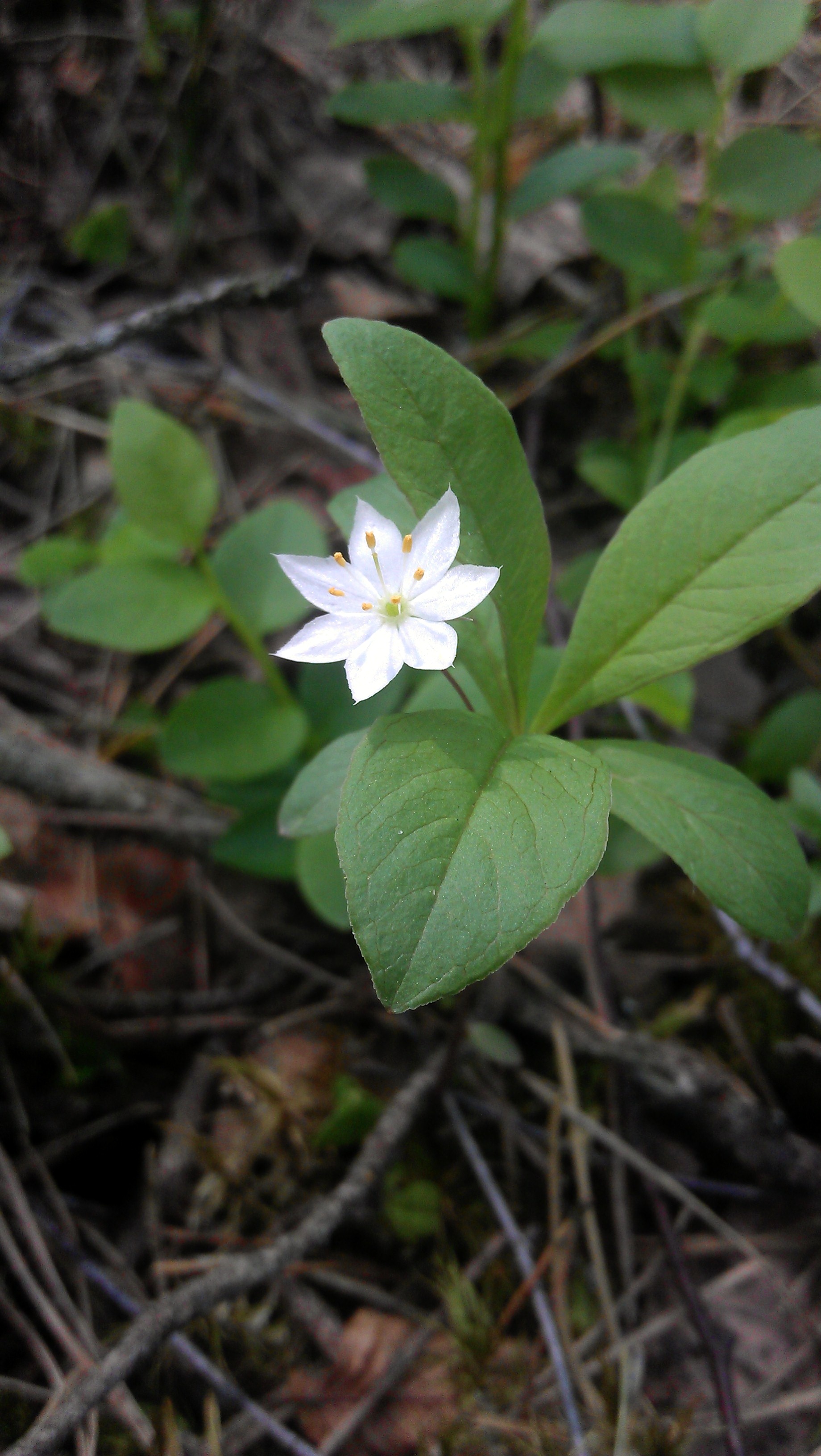 Septynikė, miškinė