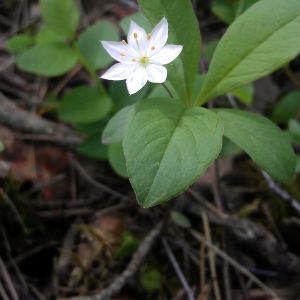 Septynikė, miškinė