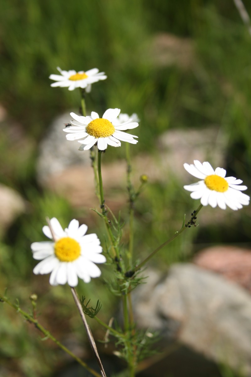 Šunramunis, bekvapis