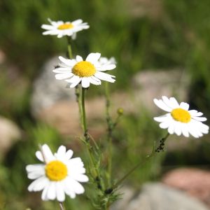 Šunramunis, bekvapis