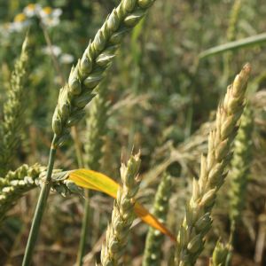 Kvietys, paprastasis