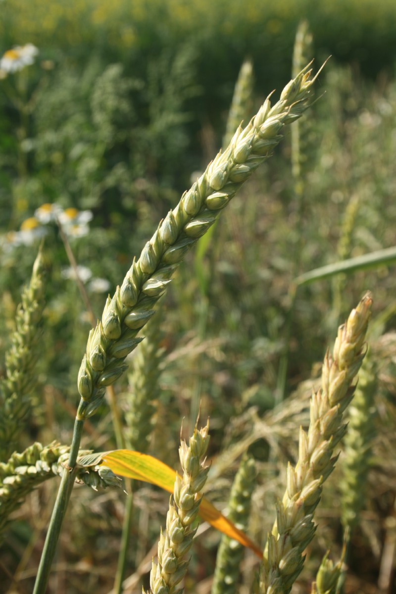 Kvietys, paprastasis