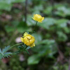 Burbulis, paprastasis