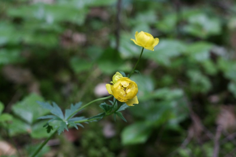 Burbulis, paprastasis