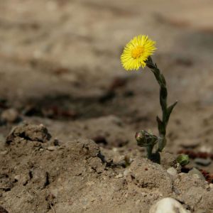 Šalpusnis, ankstyvasis