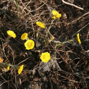 Šalpusnis, ankstyvasis