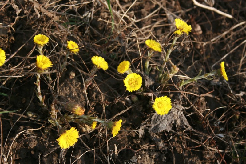 Šalpusnis, ankstyvasis