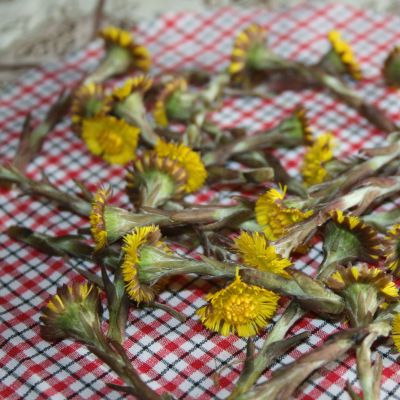 5 dažnai nuskinti šalpusnių žiedai džiūdami virsta pūkais