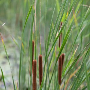 Švendras, siauralapis