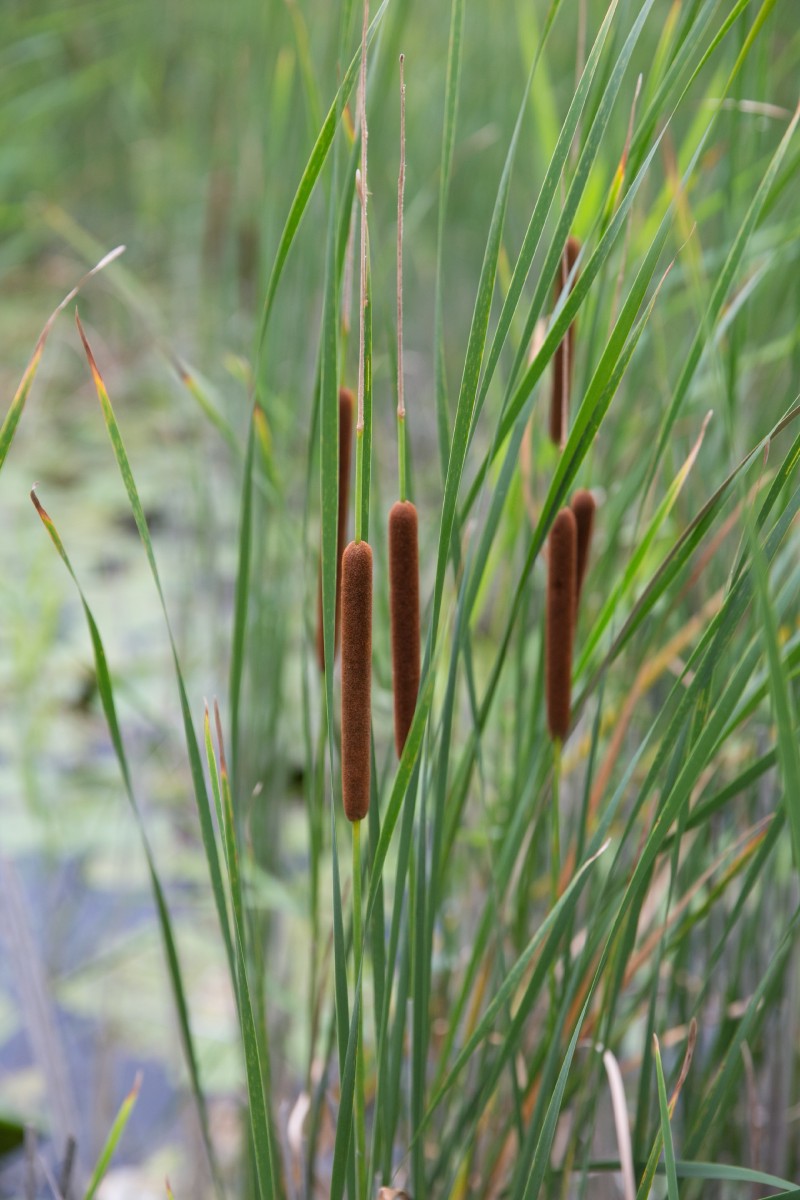 Švendras, siauralapis