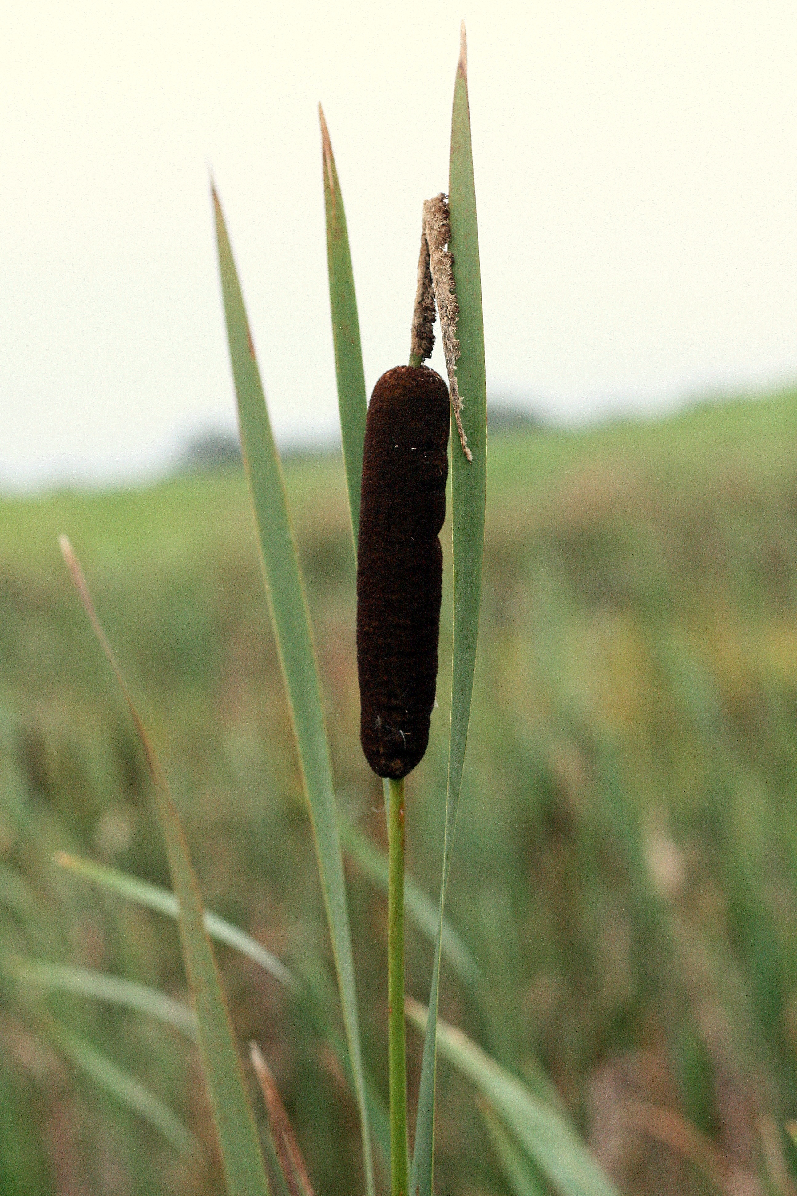 Švendras, plačialapis