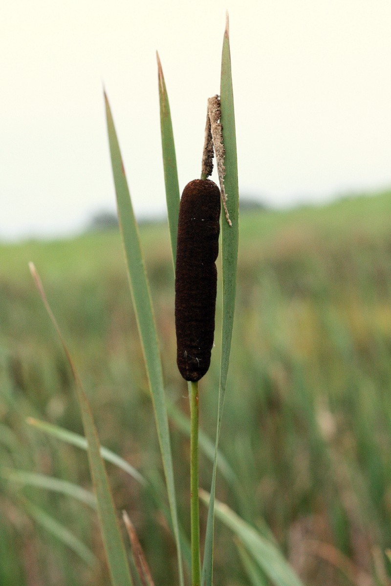 Švendras, plačialapis