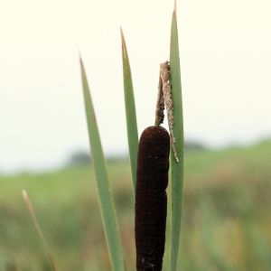 Švendras, plačialapis