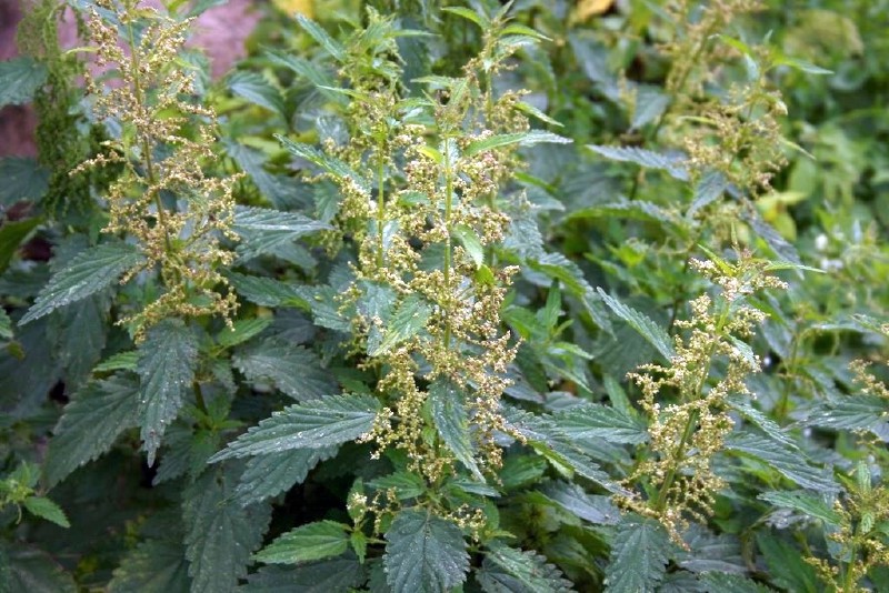 Dilgėlė, didžioji