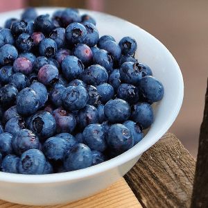 Šilauogė, aukštoji