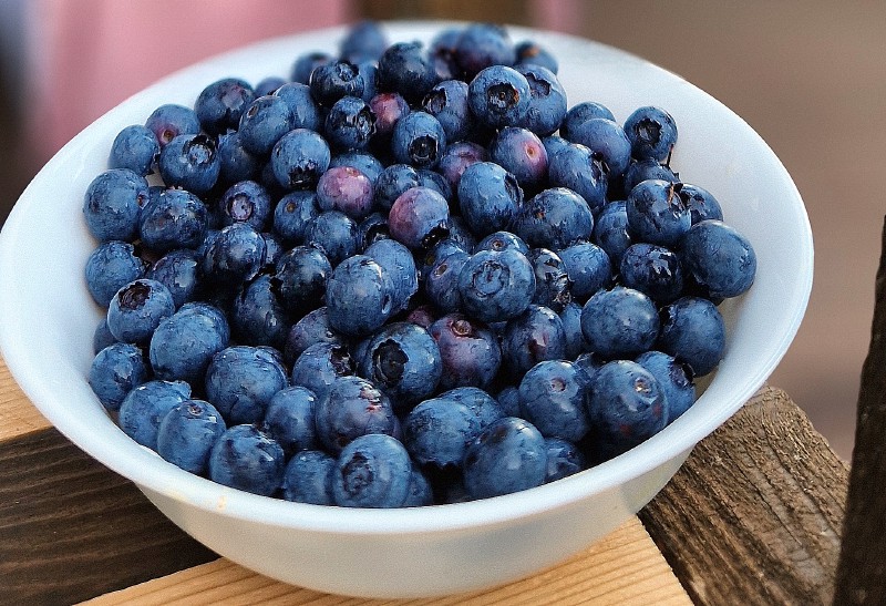 Šilauogė, aukštoji