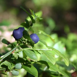 Mėlynė, paprastoji