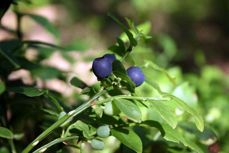 Mėlynė, paprastoji