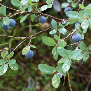 Vaivoras, paprastasis